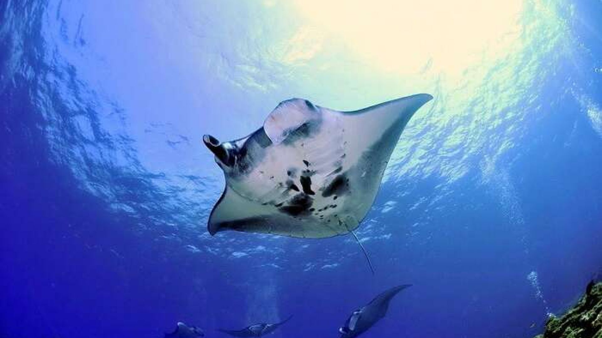 Manta point – Lankanfinolhu Island