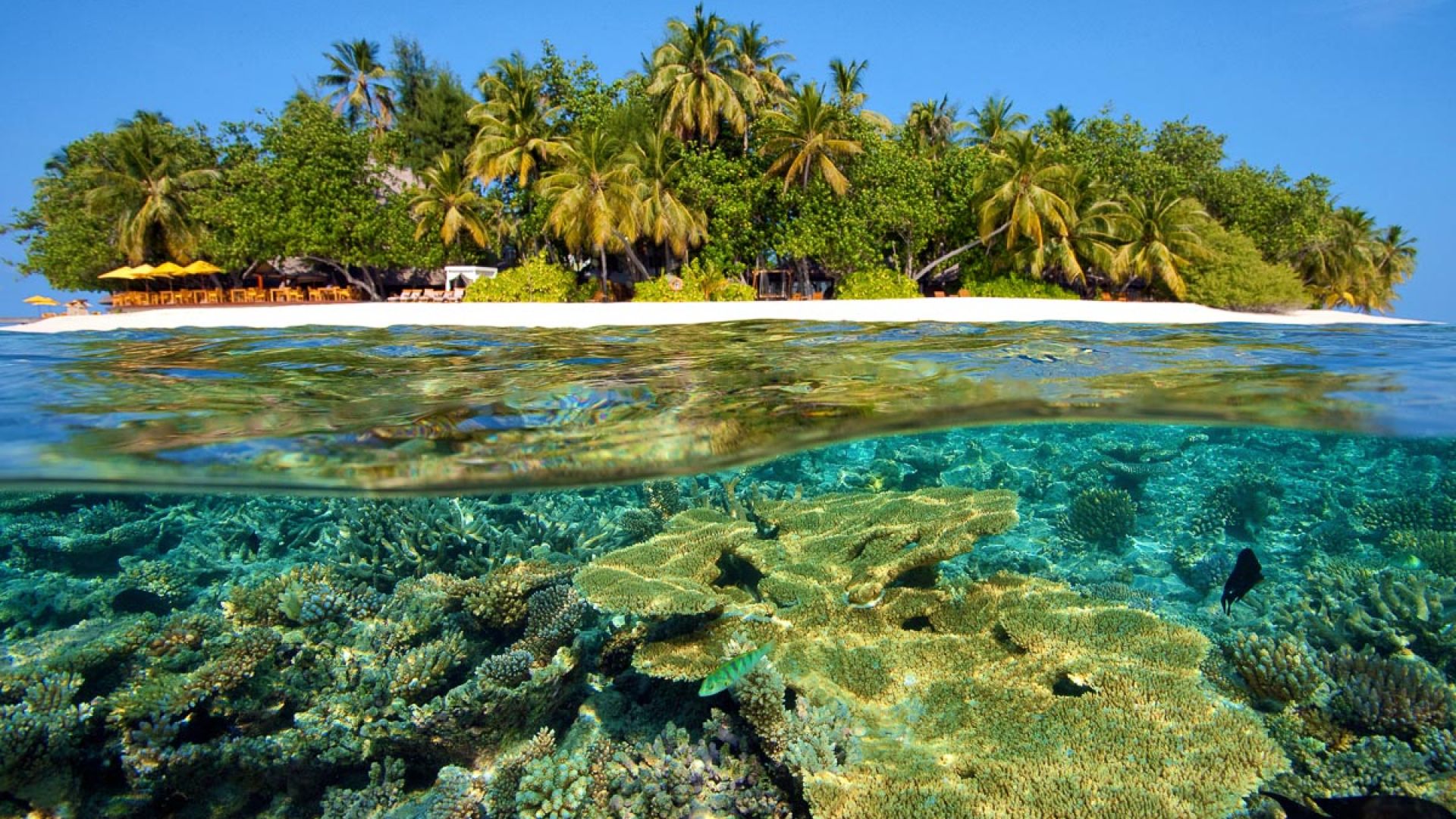 HP Reef – Malé Atoll