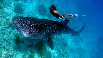 10 BEST MALDIVES RESORT FOR WHALE SHARK