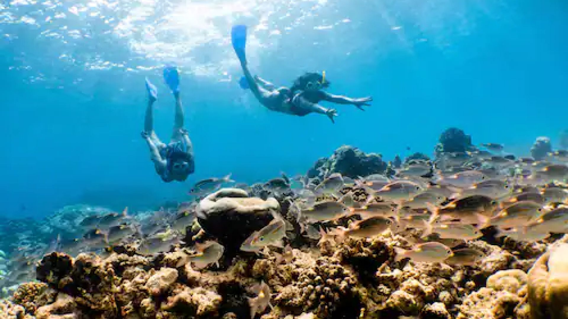 Amazing dive sites located in northern part of maldives