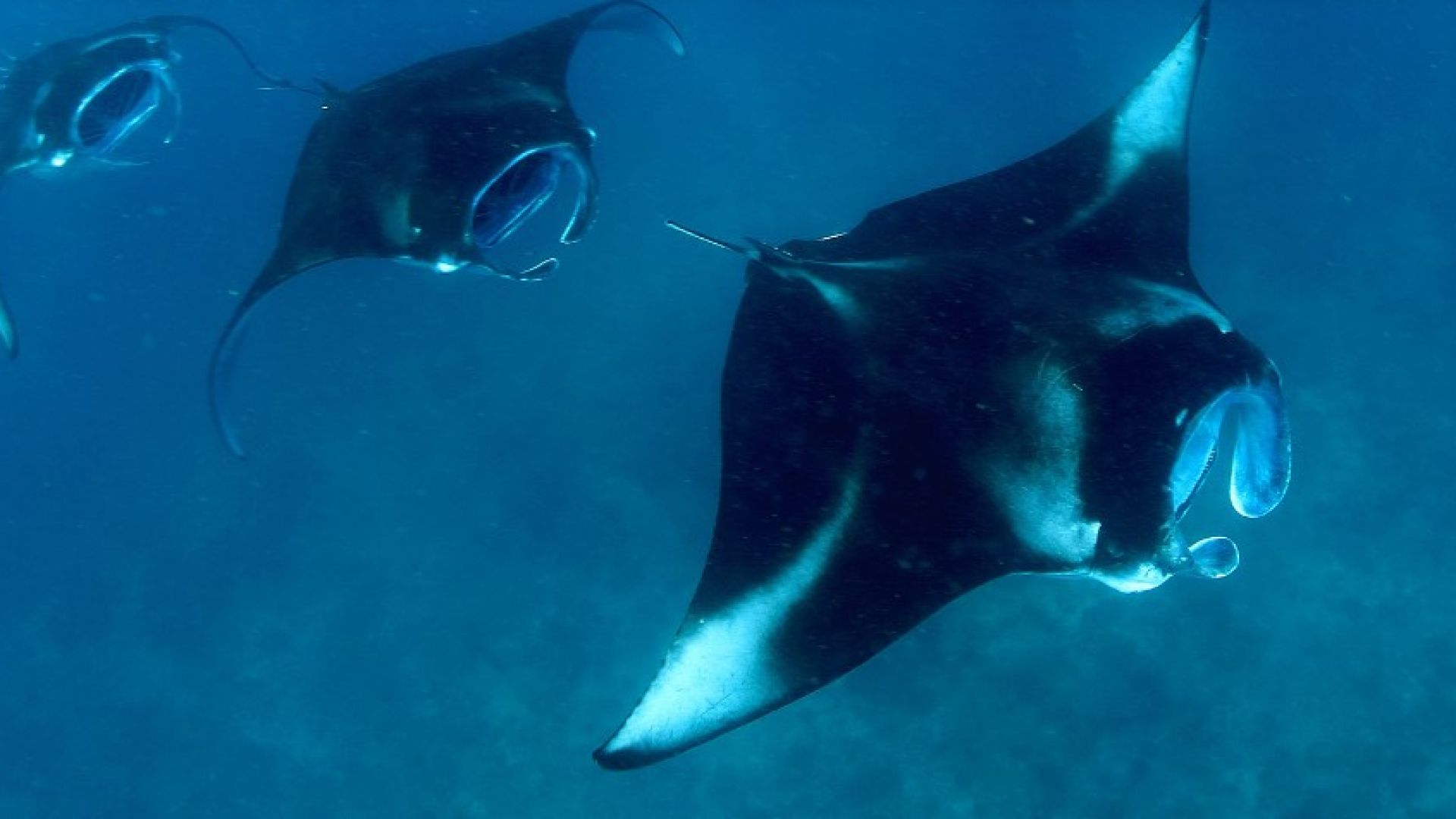 Мирихи Айленд Резорт