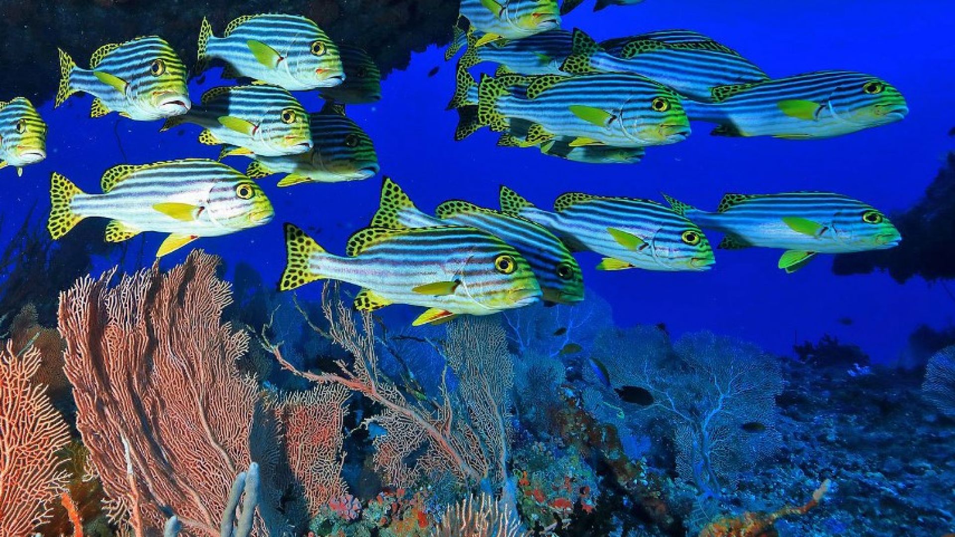 Mirihi Island Resort